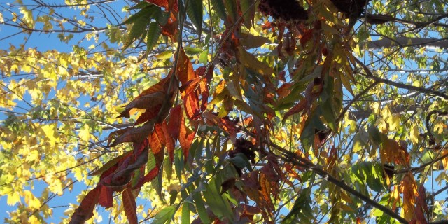 L’automne…partout.